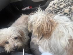 Found/Stray Unknown Dog last seen Cvs, Pasadena, TX 77506