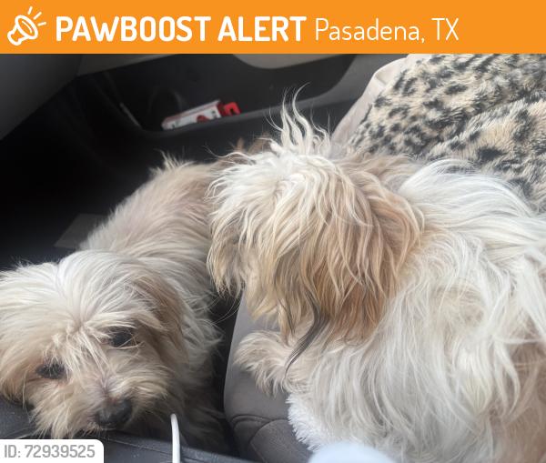 Found/Stray Unknown Dog last seen Cvs, Pasadena, TX 77506