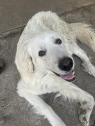 Lost Male Dog last seen miller rd, San Antonio, TX 78239