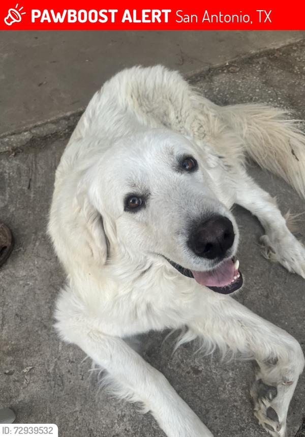 Lost Male Dog last seen miller rd, San Antonio, TX 78239