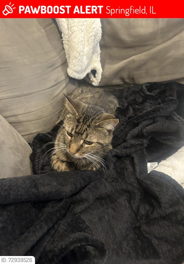Lost Female Cat last seen Outer park t, Springfield, IL 62704