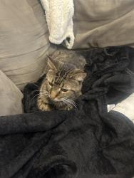 Lost Female Cat last seen Outer park t, Springfield, IL 62704
