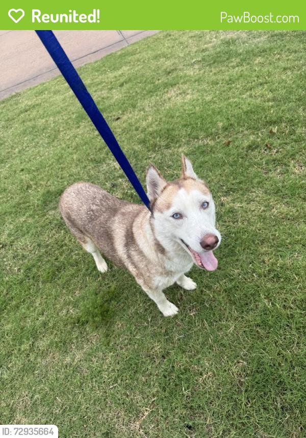 Reunited Female Dog last seen May and memorial , Oklahoma City, OK 73120