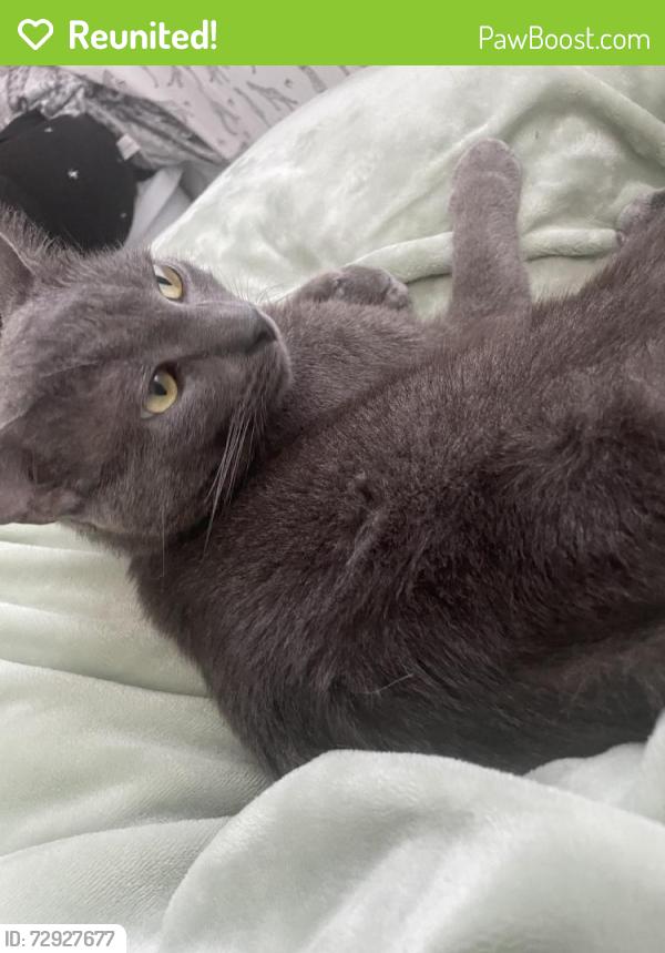 Reunited Male Cat last seen Near N Culver Ave, Compton, CA 90220, USA, Compton, CA 90220