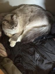 Reunited Male Cat last seen Near hour fitness 38th, Tacoma, WA 98404
