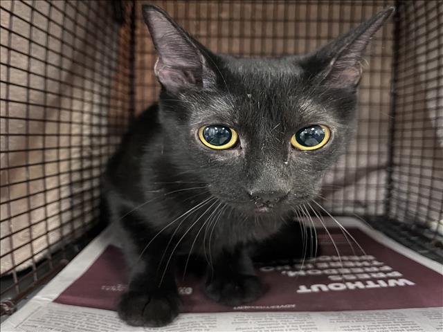 Shelter Stray Female Cat last seen , Los Angeles, CA 90047
