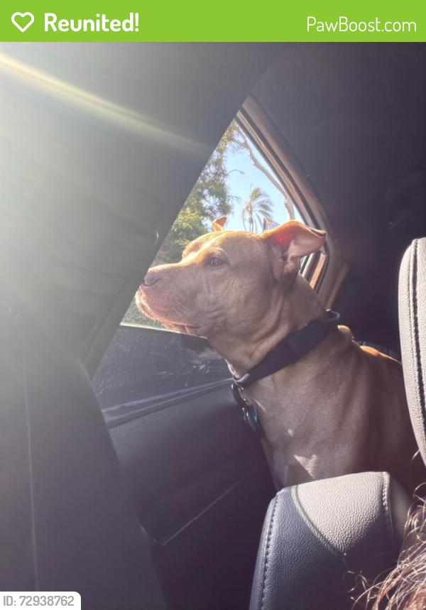 Reunited Male Dog last seen Hopkins , San Diego, CA 92139