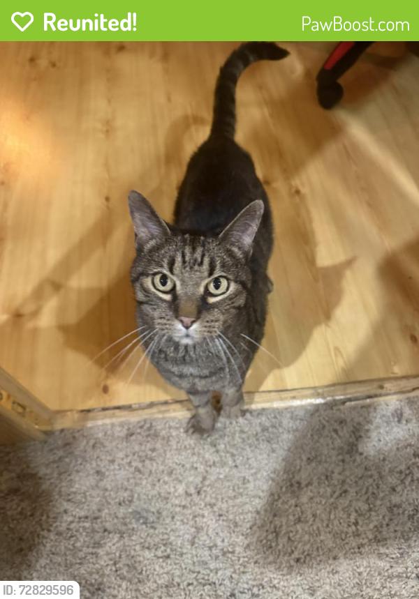 Reunited Female Cat last seen Indian Chase Subdivision , Bolingbrook, IL 60490