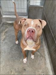 Shelter Stray Male Dog last seen , Los Angeles, CA 90031