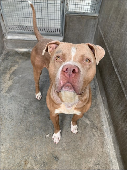 Shelter Stray Male Dog last seen , Los Angeles, CA 90031