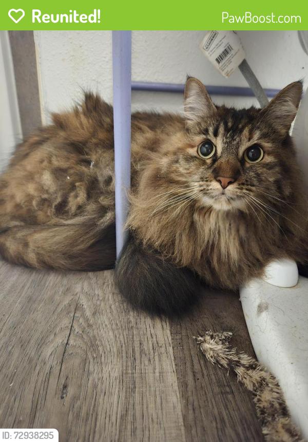 Reunited Female Cat last seen Pacific Highway & 260th St S, Des Moines, WA 98198