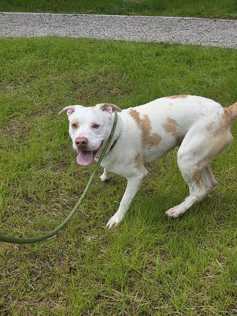 Shelter Stray Male Dog last seen Near , Indianapolis, IN 46221