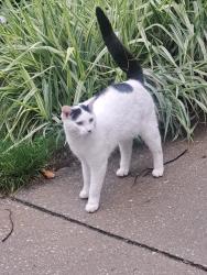 Found/Stray Unknown Cat last seen Wyandotte and Askin Ave, Windsor ON, Windsor, ON N9B 1K4