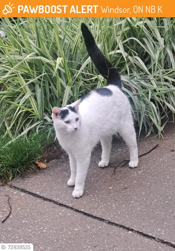 Found/Stray Unknown Cat last seen Wyandotte and Askin Ave, Windsor ON, Windsor, ON N9B 1K4