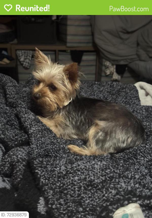 Reunited Female Dog last seen North Andrews Gardens, Oakland Park, FL 33334