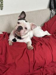Reunited Female Dog last seen Near Claridge Dr, Arlington, TX 76018, USA, Arlington, TX 76018
