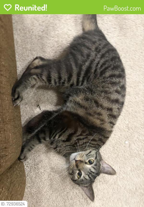 Reunited Female Cat last seen Near Manor Village Way, Raleigh, NC 27612, USA, Raleigh, NC 27612