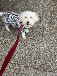 Reunited Male Dog last seen Titan Dr NW , Salem, OR 97304