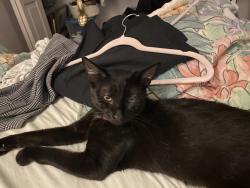 Lost Male Cat last seen Lipoa st. The by school or down more by laundry mat, Kihei, HI 96753