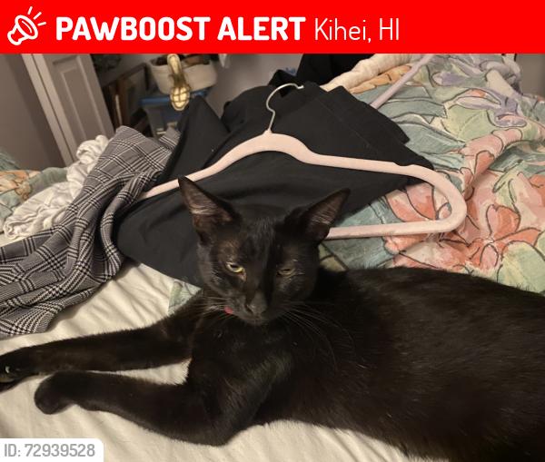 Lost Male Cat last seen Lipoa st. The by school or down more by laundry mat, Kihei, HI 96753