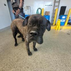 Shelter Stray Female Dog last seen Near BLOCK S BEATRICE ST, DETROIT MI 48217, Detroit, MI 48211