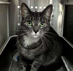 Shelter Stray Unknown Cat last seen Near BLOCK W BROWARD BLVD, FORT LAUDERDALE FL 33312, Davie, FL 33312