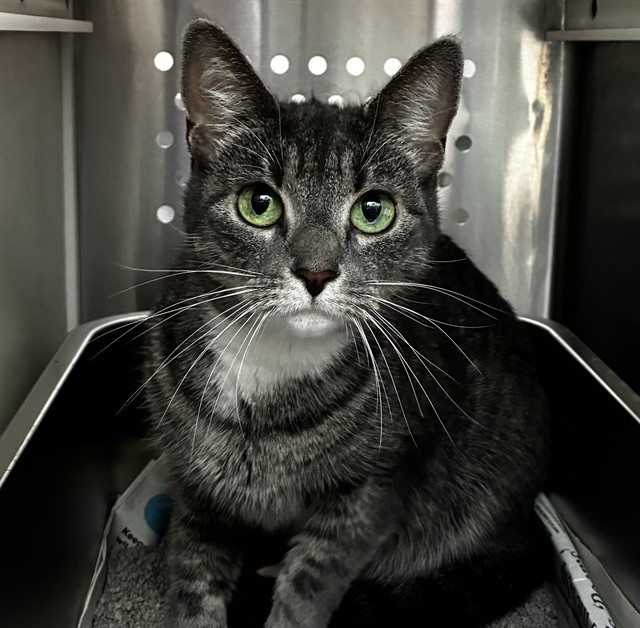 Shelter Stray Unknown Cat last seen Near BLOCK W BROWARD BLVD, FORT LAUDERDALE FL 33312, Davie, FL 33312