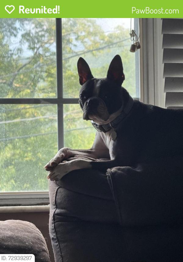 Reunited Male Dog last seen Chesterfield and chapel , Charleston, WV 25304