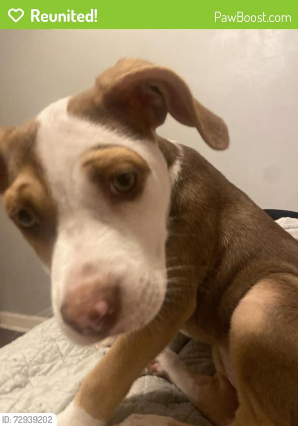Reunited Female Dog last seen A school called keystone , Memphis, TN 38128