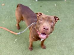 Shelter Stray Male Dog last seen , Los Angeles, CA 90025