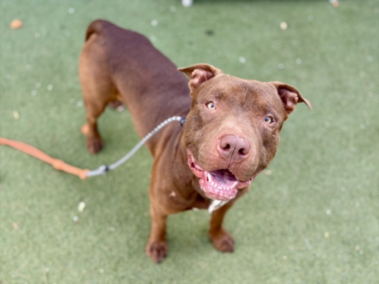 Shelter Stray Male Dog last seen , Los Angeles, CA 90025