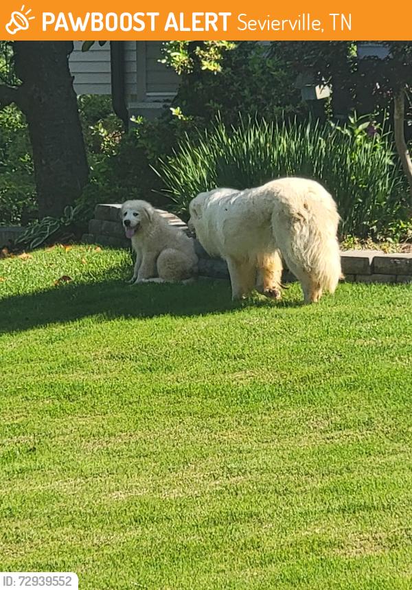 Found/Stray Unknown Dog last seen Cedar Bluff sevierville , Sevierville, TN 37862