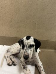 Shelter Stray Male Dog last seen TWIN CITIES RD/BRUCEVILLE RD, 95757, Sacramento, CA 95827