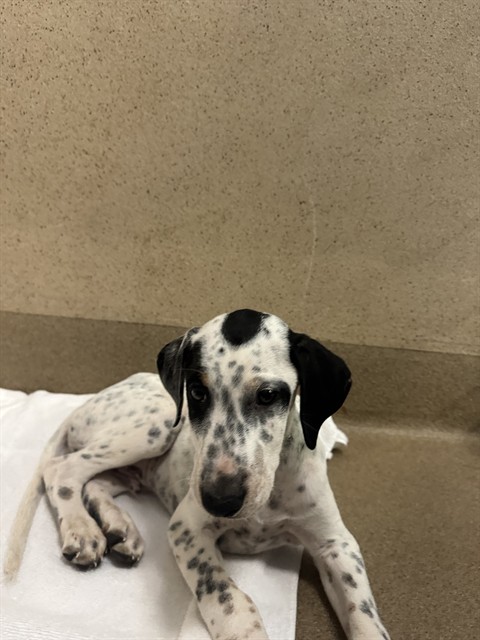 Shelter Stray Male Dog last seen TWIN CITIES RD/BRUCEVILLE RD, 95757, Sacramento, CA 95827