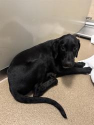 Shelter Stray Female Dog last seen TWIN CITIES RD/BRUCEVILLE RD, 95757, Sacramento, CA 95827