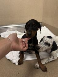 Shelter Stray Female Dog last seen TWIN CITIES RD/BRUCEVILLE RD, 95757, Sacramento, CA 95827