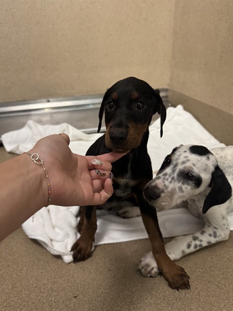 Shelter Stray Female Dog last seen TWIN CITIES RD/BRUCEVILLE RD, 95757, Sacramento, CA 95827