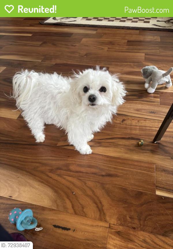 Reunited Female Dog last seen Bayshore Drive , Anchorage, AK 99515