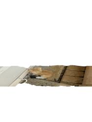 Lost Unknown Cat last seen SW 63rd Manor and SW 166th Ave, Fort Lauderdale, FL 33331