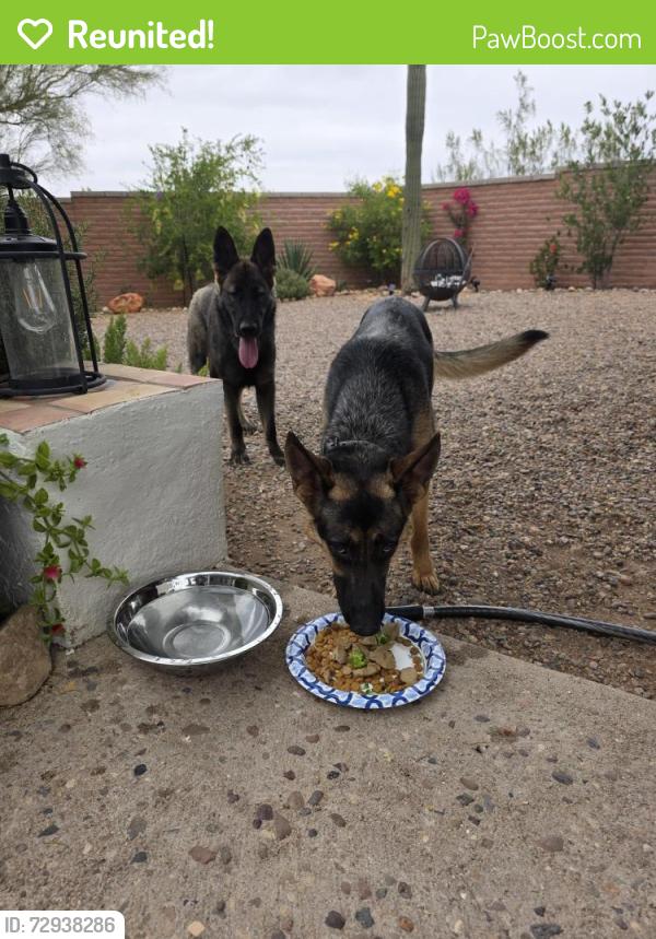 Reunited Male Dog last seen Del cerro and Tortolita , Tucson Mountains, AZ 85745