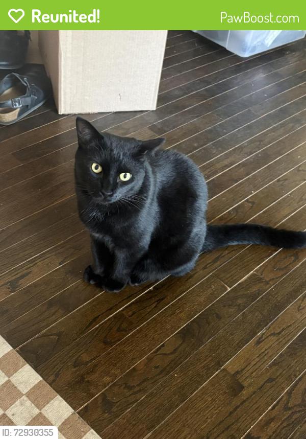 Reunited Male Cat last seen Walnut St & Walrond Ave, Kansas City, MO 64117