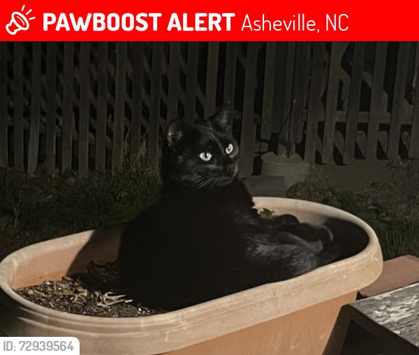 Lost Male Cat last seen Macon Ave , Asheville, NC 28804