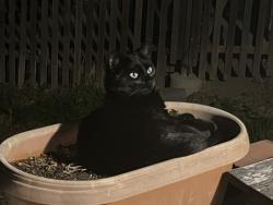 Lost Male Cat last seen Macon Ave , Asheville, NC 28804