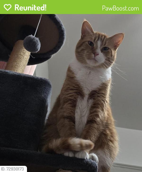 Reunited Male Cat last seen Harding and Avers , Chicago, IL 60623