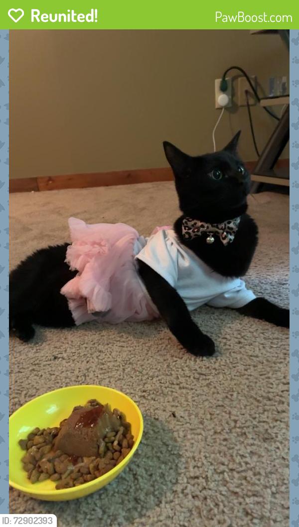 Reunited Female Cat last seen Charles Drive , Clemmons, NC 27012