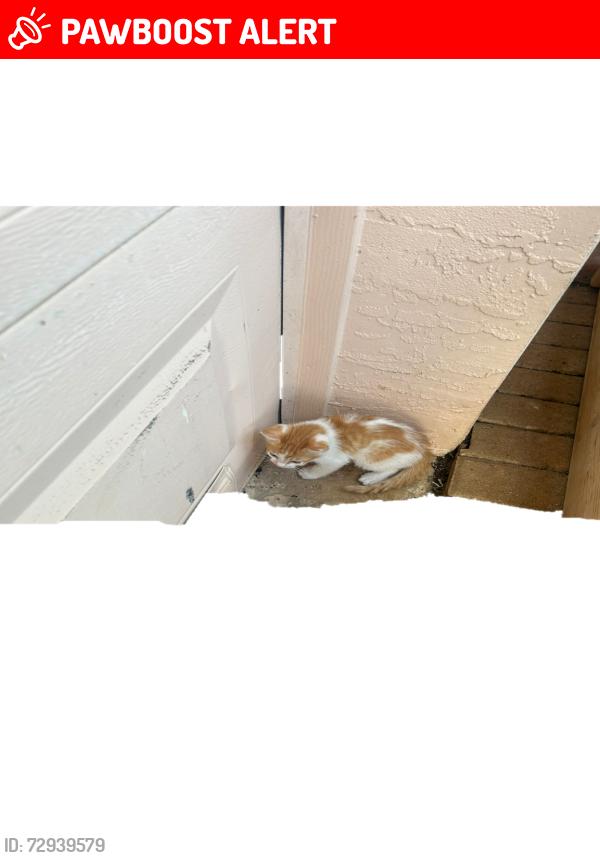 Lost Unknown Cat last seen SW 63rd Manor and SW 166th Ave, Davie, FL 33331