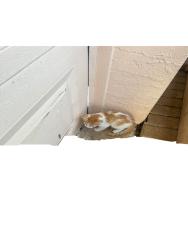 Lost Unknown Cat last seen SW 63rd Manor and SW 166th Ave, Davie, FL 33331