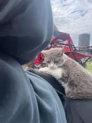 Reunited Male Cat last seen Circle Dr, Midway Rd, Chateau Terr/Harold Dr, Menasha, WI 54952