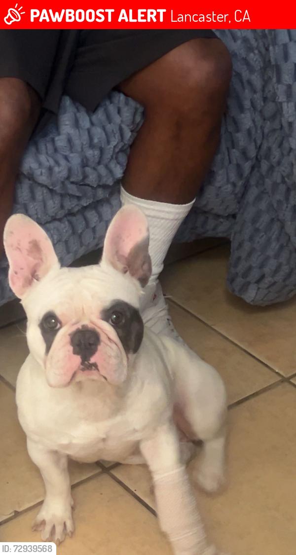 Lost Female Dog last seen East ave J5, Lancaster, CA 93535