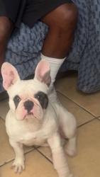 Lost Female Dog last seen East ave J5, Lancaster, CA 93535